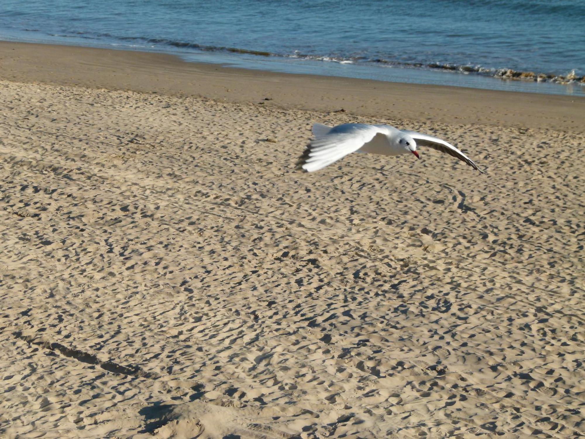 Appartements Front De Mer Sables D'Olonne Les Sables-dʼOlonne Екстериор снимка